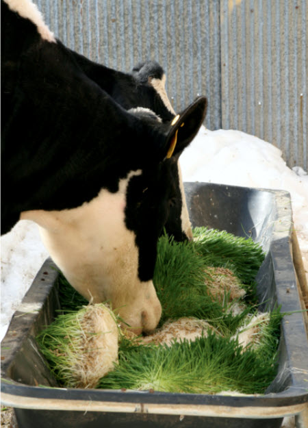 Cow eating fresh hydroponic fodder from a trough