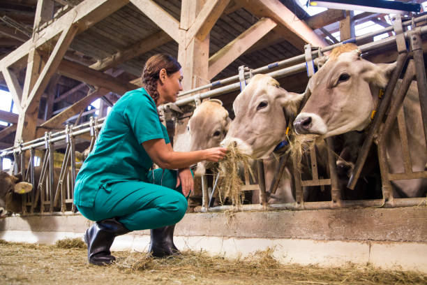 Cows feeding on hydroponic fodder