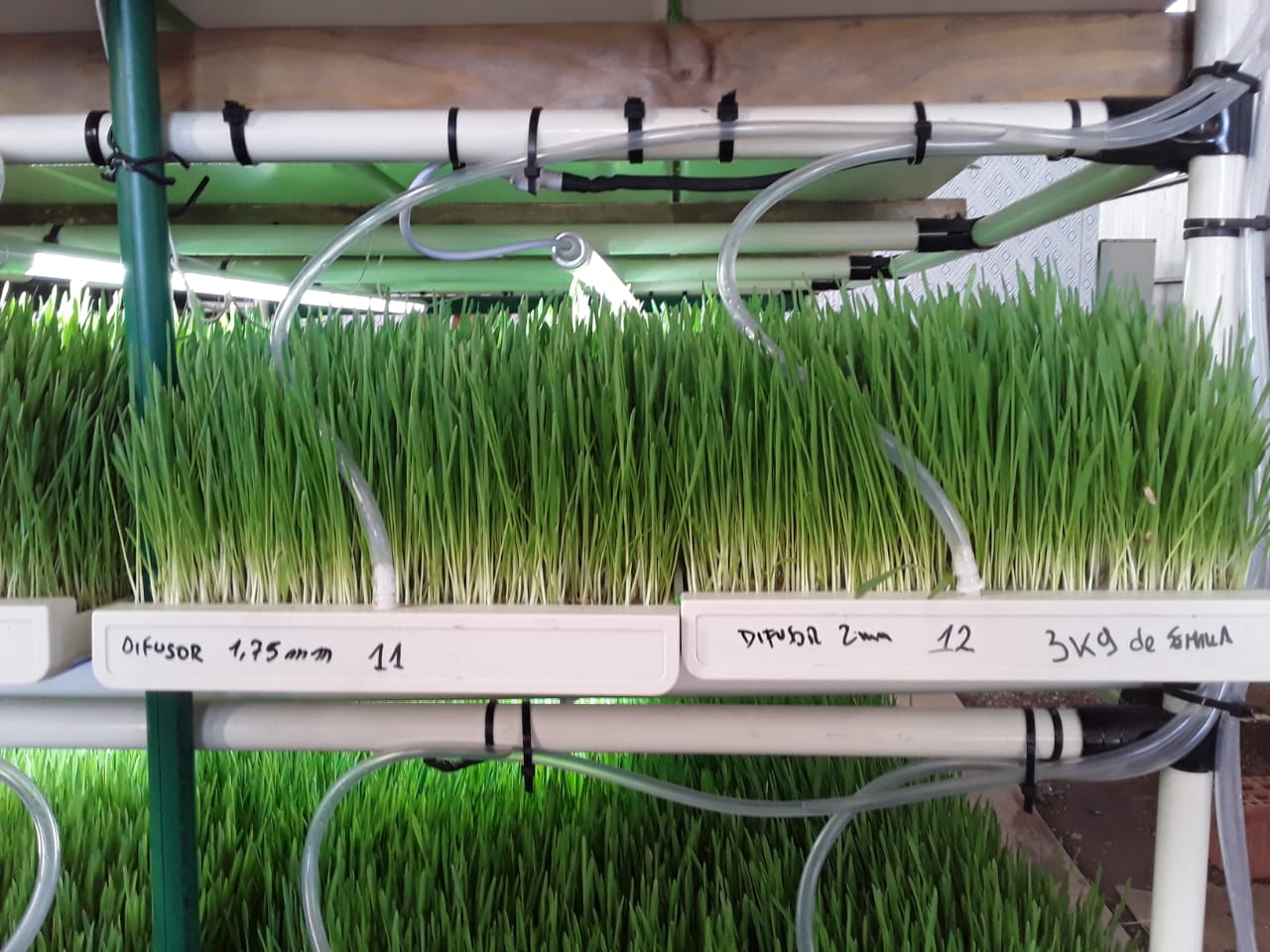 Hydroponic fodder growing in trays